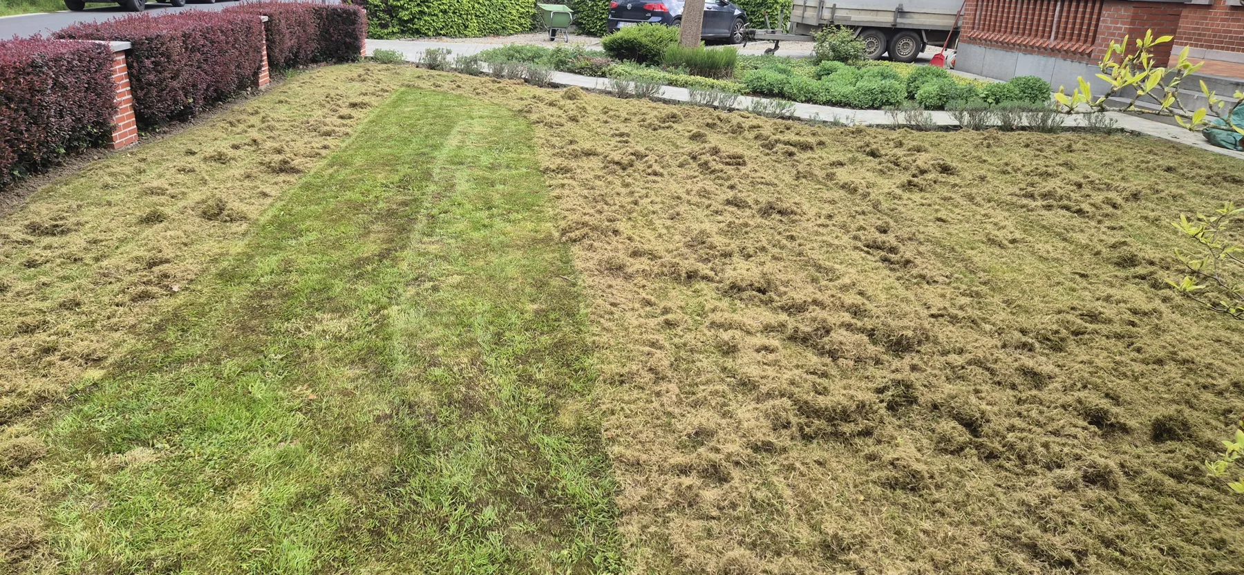 Gazon na het verticuteren, met losgemaakt mos en vilt