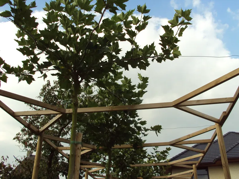 Boomtakken langs een houten dakconstructie