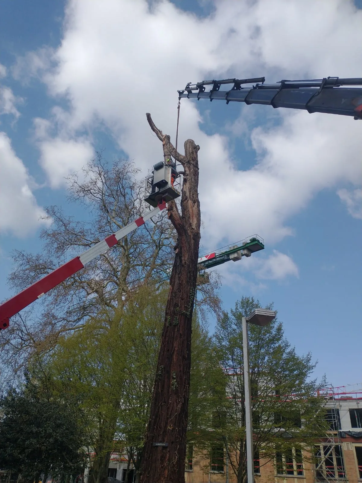 Hoogwerker bij een boom met afgezaagde takken