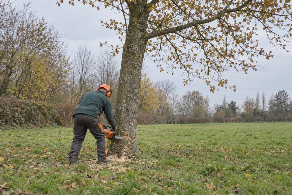 Illustratie van een tuinier die een boom velt, van achteren gezien