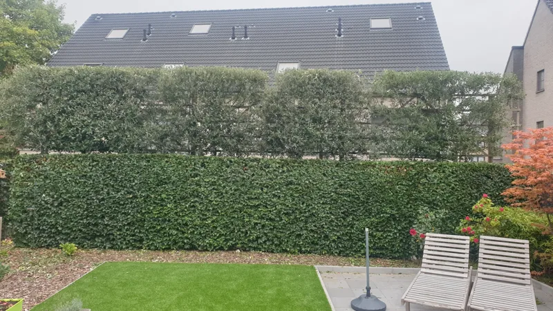 Hagen in lagen langs een terras