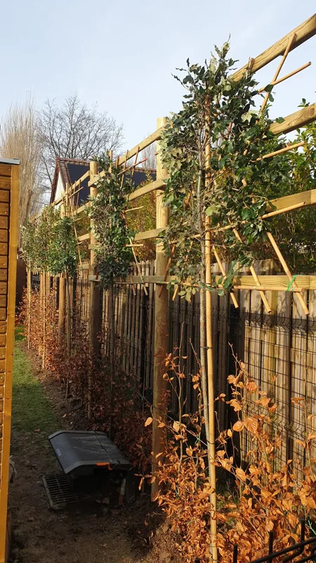 Geleide bomen met houten constructie