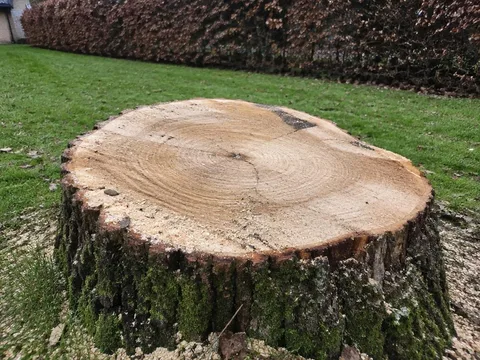 Illustratie van een boomstronk in een gazon