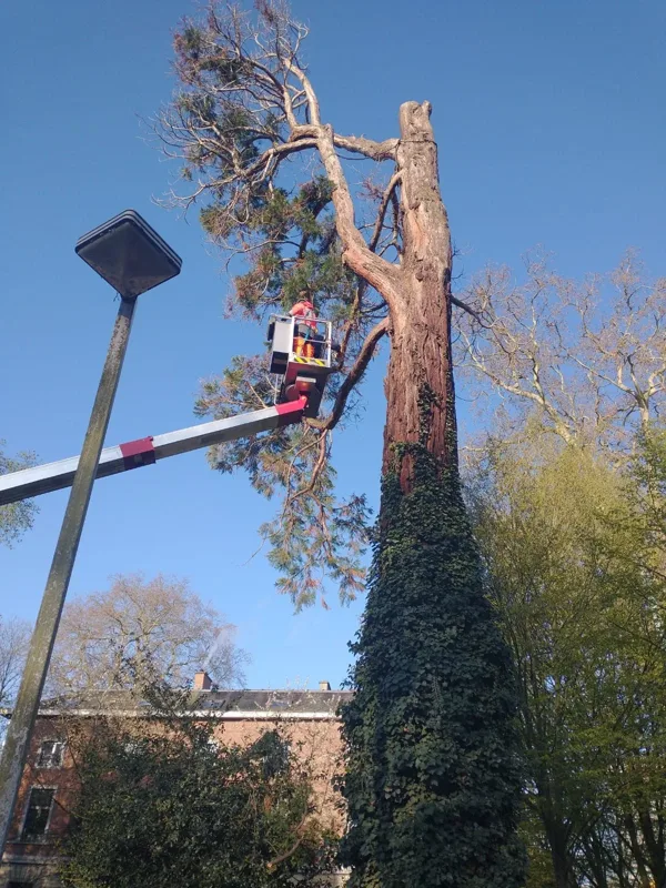 Boomwerk vanuit een hoogwerker